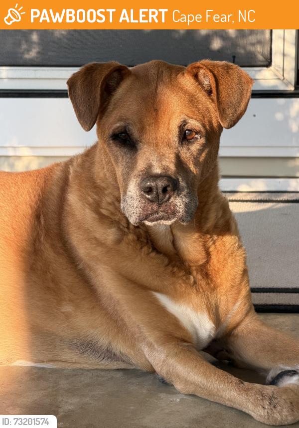 Found/Stray Unknown Dog last seen Highway 13 and Hayfield rd, Cape Fear, NC 28395