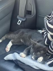 Found/Stray Male Cat last seen Near 63rd and lavergne, Chicago, IL 60638