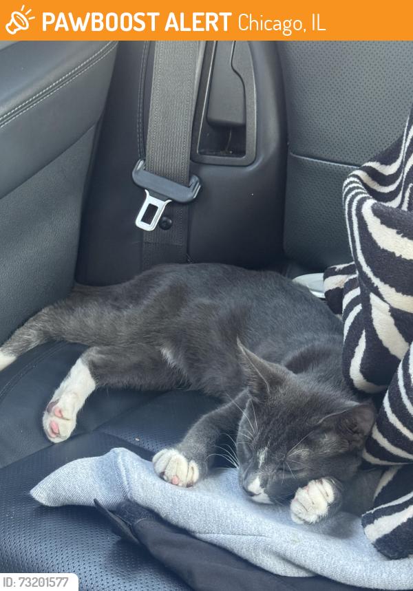 Found/Stray Male Cat last seen Near 63rd and lavergne, Chicago, IL 60638