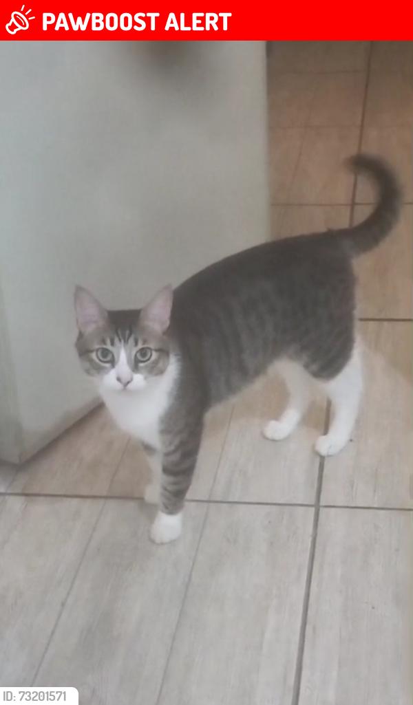 Lost Male Cat last seen Rua Estácio de Sá, Jardim Amanda I, SP 13188-051