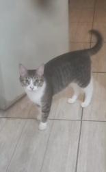 Lost Male Cat last seen Rua Estácio de Sá, Jardim Amanda I, SP 13188-051
