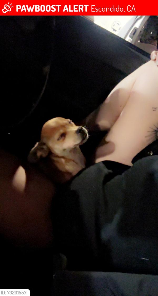Lost Male Dog last seen Near via rancho pkway, Escondido, CA 92029