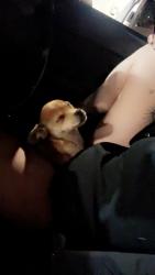 Lost Male Dog last seen Near via rancho pkway, Escondido, CA 92029