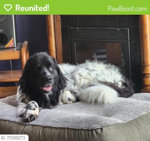 Reunited Female Dog last seen Whitney and Webster, Strongsville, OH 44136