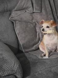 Reunited Female Dog last seen Westpark and Gesner, Houston, TX 77042