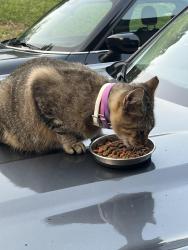 Found/Stray Male Cat last seen Parson's Way and New Shackle Island, Hendersonville, TN 37075