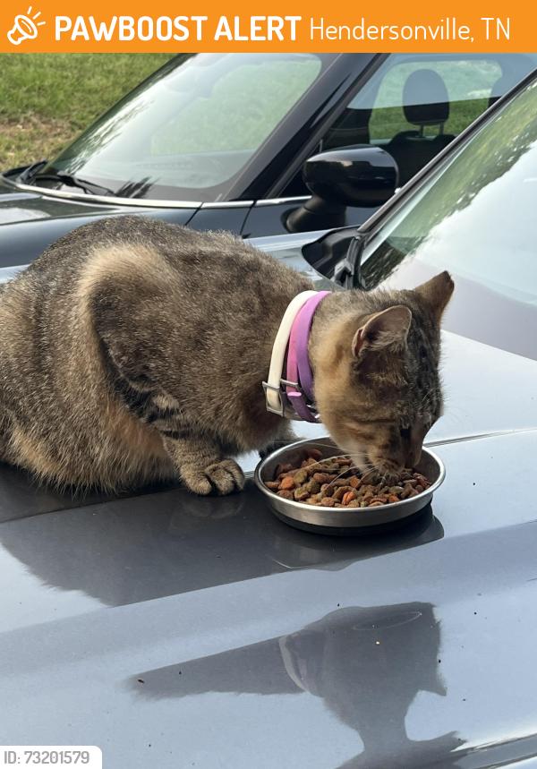 Found/Stray Male Cat last seen Parson's Way and New Shackle Island, Hendersonville, TN 37075