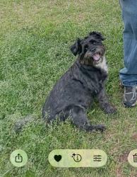 Lost Male Dog last seen Kiawah, Columbia, SC 29212