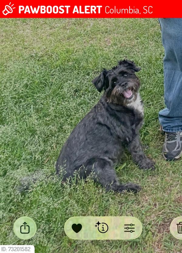 Lost Male Dog last seen Kiawah, Columbia, SC 29212