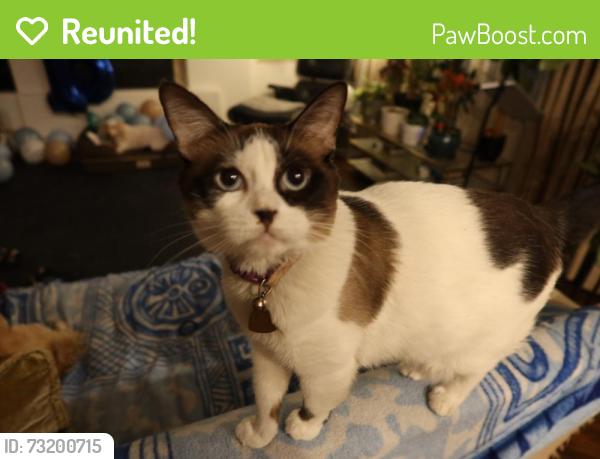 Reunited Female Cat last seen Tuscany Golf Course, Henderson, NV 89011