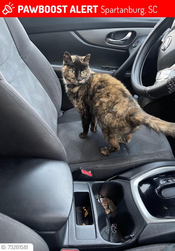 Lost Female Cat last seen Spartanburg arch street, Spartanburg, SC 29301