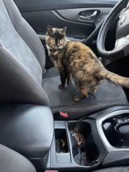 Lost Female Cat last seen Spartanburg arch street, Spartanburg, SC 29301