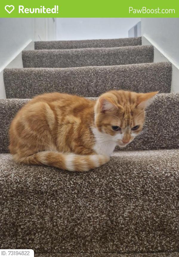 Reunited Female Cat last seen Rigton Street, BD5 7NN, West Yorkshire, England BD5 7NN