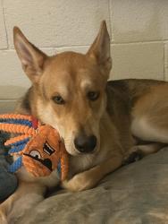 Reunited Male Dog last seen Topanga Canyon and 101 freeway, Los Angeles, CA 91367