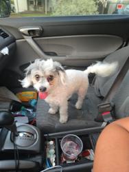 Reunited Female Dog last seen Nw 21st street, Fort Worth, TX 76164
