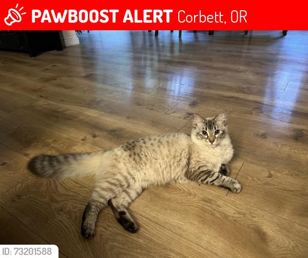 Lost Female Cat last seen SE Connett rd, Corbett, OR 97019