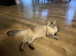Lost Female Cat last seen SE Connett rd, Corbett, OR 97019