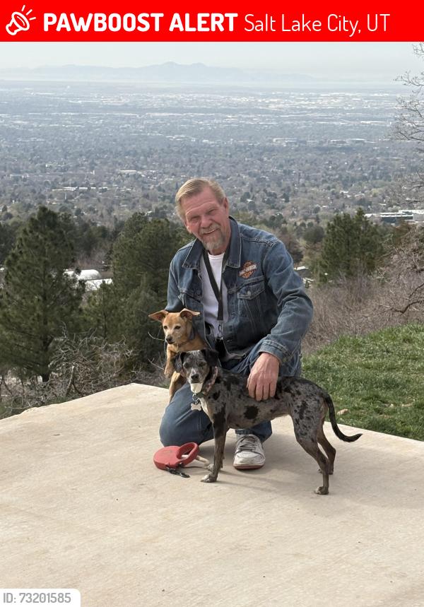 Lost Female Dog last seen Near E. 2800 S., Salt Lake City, UT 84106