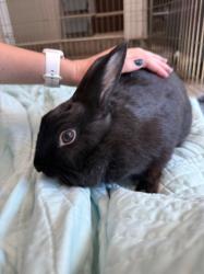 Shelter Stray Female Other last seen , 14409 Vanowen St, Van Nuys, CA 91405, USA
