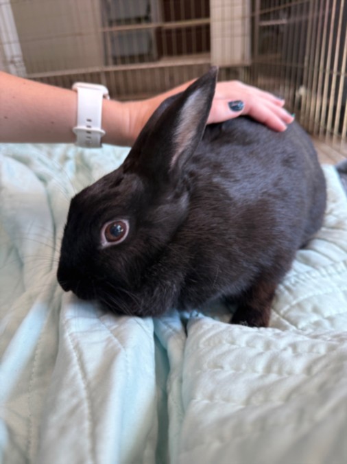 Shelter Stray Female Other last seen , 14409 Vanowen St, Van Nuys, CA 91405, USA