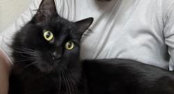 Reunited Male Cat last seen Wounded leg, Beaverton, OR 97005