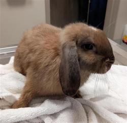 Shelter Stray Male Other last seen ELK GROVE FLORIN RD / SHELDON RD, 9150 Union Park Way, Elk Grove, CA 95624, USA