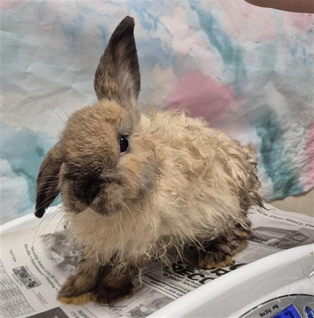 Shelter Stray Male Other last seen ELK GROVE FLORIN RD / SHELDON RD, 9150 Union Park Way, Elk Grove, CA 95624, USA