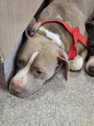 Shelter Stray Male Dog last seen Near BLOCK MIX AVE, 3528 Newburg Rd, Louisville, KY 40218, USA