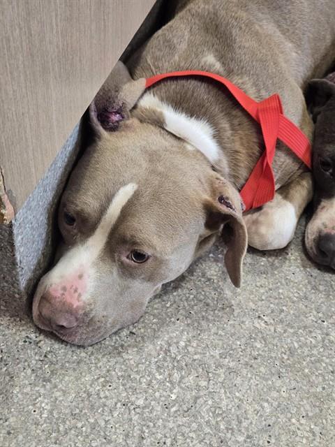 Shelter Stray Male Dog last seen Near BLOCK MIX AVE, 3528 Newburg Rd, Louisville, KY 40218, USA