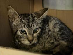 Shelter Stray Male Cat last seen , 1850 W 60th St, Los Angeles, CA 90047, USA