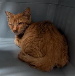 Shelter Stray Male Cat last seen Near BLOCK FAIRFAX RD, BAKERSFIELD CA 93306, 3951 Fruitvale Ave, Bakersfield, CA 93308, USA