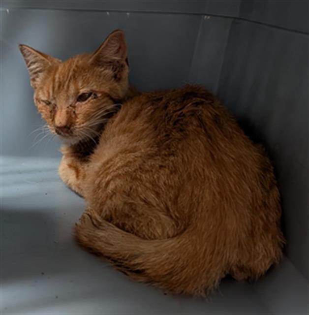 Shelter Stray Male Cat last seen Near BLOCK FAIRFAX RD, BAKERSFIELD CA 93306, 3951 Fruitvale Ave, Bakersfield, CA 93308, USA