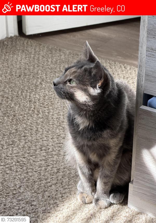 Lost Female Cat last seen Greeley, Co, Greeley, CO 80634