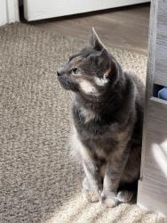 Lost Female Cat last seen Greeley, Co, Greeley, CO 80634