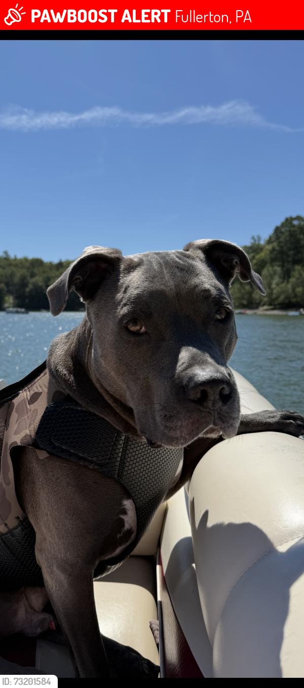 Lost Male Dog last seen Crest drive and Laurel drive in Whitehall Pa, Fullerton, PA 18052
