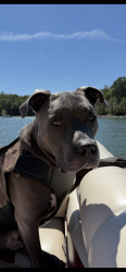Lost Male Dog last seen Crest drive and Laurel drive in Whitehall Pa, Fullerton, PA 18052