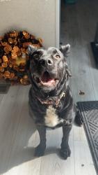 Lost Female Dog last seen Holman ave, Inver Grove Heights, MN 55076
