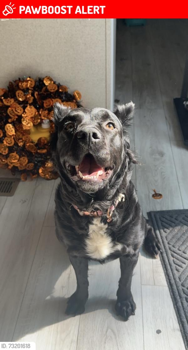 Lost Female Dog last seen Holman ave, Inver Grove Heights, MN 55076