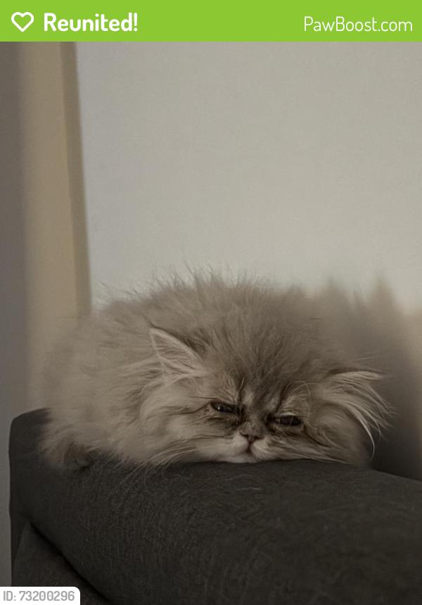 Reunited Male Cat last seen Westside Parkway and Encore Parkway, Alpharetta, GA 30009