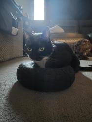 Reunited Male Cat last seen Near NE 41st Ave, Vancouver, WA 98686
