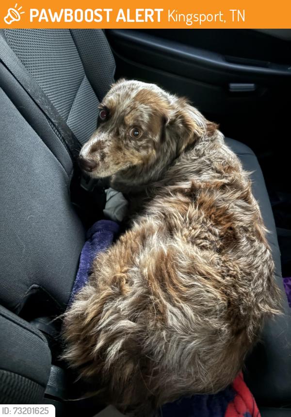 Found/Stray Female Dog last seen Near white st, Kingsport, TN 37664