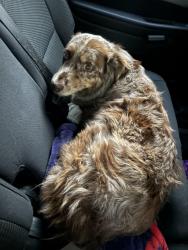 Found/Stray Female Dog last seen Near white st, Kingsport, TN 37664