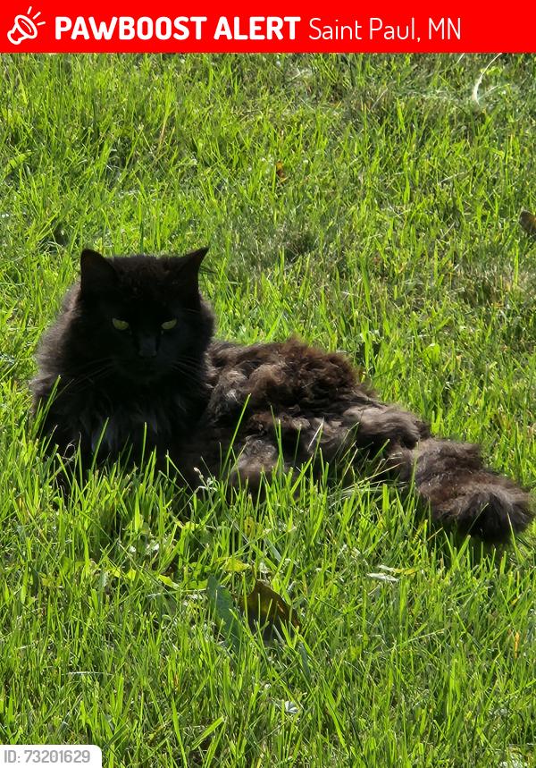 Lost Male Cat last seen Maplewood on hoyt, Saint Paul, MN 55119