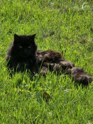 Lost Male Cat last seen Maplewood on hoyt, Saint Paul, MN 55119