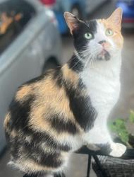 Reunited Female Cat last seen Apache Trail near Victoria Park & Finch, Toronto, ON M2H 2J1