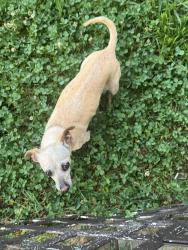 Reunited Female Dog last seen Near Braymoor Dr, Lawrenceville, GA 30043