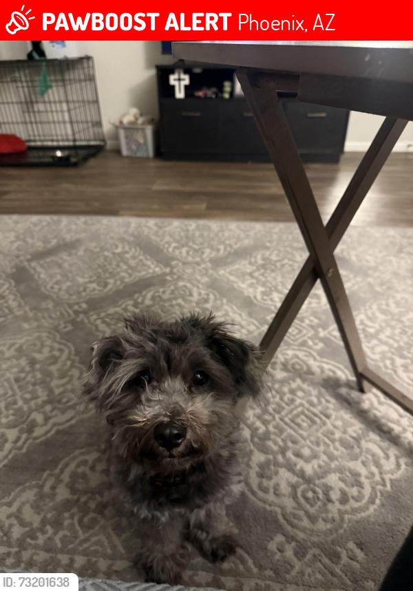 Lost Male Dog last seen 35th and Missouri, Phoenix, AZ 85017