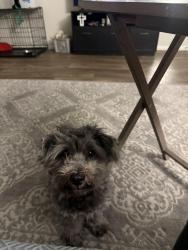 Lost Male Dog last seen 35th and Missouri, Phoenix, AZ 85017
