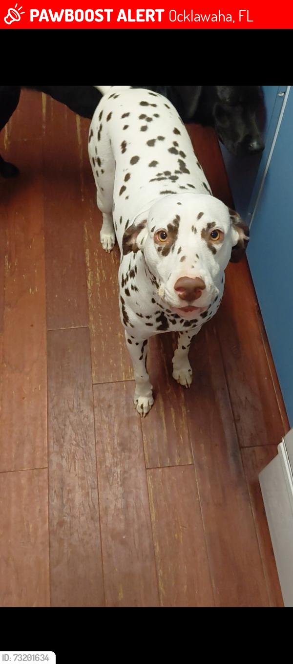 Lost Female Dog last seen Lake Bryant Shores neighborhood, Ocklawaha, FL 32179