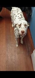 Lost Female Dog last seen Lake Bryant Shores neighborhood, Ocklawaha, FL 32179
